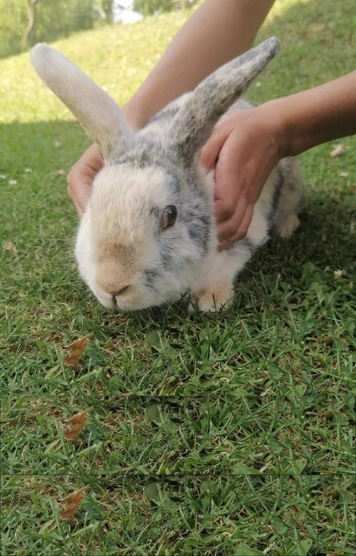 Palpation d’un lapin